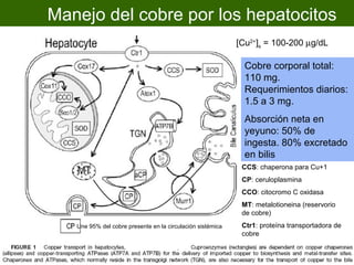 Manejo del cobre por los hepatocitos
                                                            [Cu2+]s = 100-200 µg/dL

                                                              Cobre corporal total:
                                                              110 mg.
                                                              Requerimientos diarios:
                                                              1.5 a 3 mg.
                                                              Absorción neta en
                                                              yeyuno: 50% de
                                                              ingesta. 80% excretado
                                                              en bilis
                                                             CCS: chaperona para Cu+1
                                                             CP: ceruloplasmina
                                                             CCO: citocromo C oxidasa
                                                             MT: metalotioneina (reservorio
                                                             de cobre)
   Une 95% del cobre presente en la circulación sistémica    Ctr1: proteína transportadora de
                                                             cobre
 