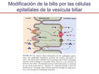 Modificación de la bilis por las células
   epiteliales de la vesícula biliar
 