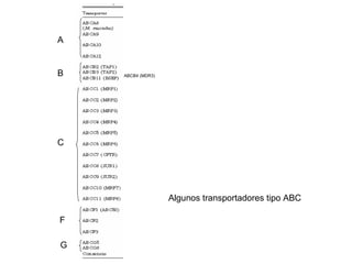 A


B   ABCB4 (MDR3)




C




                   Algunos transportadores tipo ABC

F

G
 