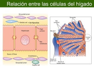 Relación entre las células del hígado


         = Ito=lipocitos
 