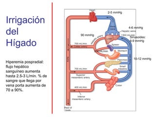 2-5 mmHg


Irrigación
                                                        4-6 mmHg
del                       90 mmHg
                                                        Sinusoides:

Hígado                                                  8-9 mmHg


                                    200 mL/min

                                                          10-12 mmHg
Hiperemia pospradial:
flujo hepático
sanguíneo aumenta
hasta 2.5-3 L/min. % de
sangre que llega por
vena porta aumenta de
70 a 90%.
 