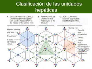 Clasificación de las unidades
         hepáticas




                           Más resistencia a
                           hipoxia y falta de
                           nutrientes. Mayor
                           capacidad de
                           regeneración
 