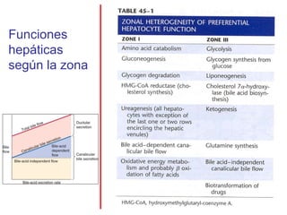 Funciones
hepáticas
según la zona
 
