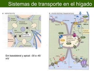 Sistemas de transporte en el hígado


                                                   NHE1
                                                           AQP9    NBC4c



                                                    Na+

                                                     NHE3

                                                      H+

                                                              AE2
                                             H2O


                                           AQP8



Em basolateral y apical: -30 a -40
mV
                                     SK2

                                                                  NKCC
 