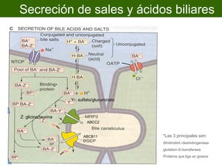 Secreción de sales y ácidos biliares




                     *


                         Y-: sulfato/glucuronato


Z: glicina/taurina
                                 ABCC2


                               ABCB11              *Las 3 principales son:
                                                   dihidrodiol.-deshidrogenasa
                                                   glutation-S-transferasa
                                                   Proteína que liga ac grasos
 