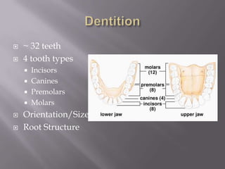    ~ 32 teeth
   4 tooth types
       Incisors
       Canines
       Premolars
       Molars
   Orientation/Size
   Root Structure
 