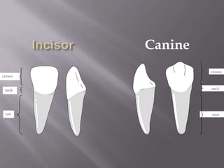 Canine
                 crown
crown


 neck            neck




 roo             root
 t
 