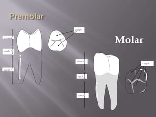 cusps


crown
                  Molar
neck


         crown
                      cusps

roots

          neck




          roots
 