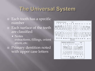    Each tooth has a specific
    number
   Each surface of the teeth
    are classified
       Notes
        extractions, fillings, orient
        ation, etc.
   Primary dentition noted
    with upper case letters
 