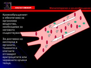 Victoria Bells
         MAGNET THER Y
                    AP   Магнитотерапия и кръвообръщение

Кровообръщениет
о обезпечава за
организма
вещества ,
необходими за
неговото
съществуване .

За доставка на
кислород в
органите ,
тъканите и
клетките
отговарят
еритроцитите или
червените кръвни
телца.
 