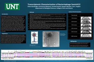 Transcriptomic Characterization of Bacteriophage Samisiti12
Chloe Standridge, Emmanuel Adeyemo, Farshad Hamid, Swapan Bhuiyan, Lee E. Hughes
Department of Biological Sciences, College of Arts and Science
Introduction
Bacteriophages are a group of categorized viruses that infect a bacteria
host. There are approximately 1031
phages present in a variety of
environments on Earth. Their vastness allows phages to be profoundly
unique with unusual characteristics that set them apart from other
organisms. These viruses possess small genomes, and phages with a high
level of similarity within their genomes are grouped into clusters, and
furthermore categorized into sub-clusters. Phages have a lytic life cycle,
but under certain circumstances, phages may undergo an alternative
lysogenic life cycle that creates a lysogen. A transcriptomic analysis
reveals portions of the genome that are expressed at different stages of
the life cycle. Phage Samisti12 from sub-cluster BE1 will be placed in a
culture of Streptomyces griseus and a sample of the phage population will
be removed at various time points of the infection cycle. RNA sequencing
will be performed on the extracted samples and analyzed to reveal the
portions of the genome expressed at different stages of the infection
cycle. From this analysis, genes required early or late in the life cycle can
be identified.
Methods
Rohwer, Forest Youle, Merry, and Maughan, Heather. Life in Our Phage World.
Web. <https://http://2015phage.org/art.php > Wholon. December 2014.
Halleran A, Clamons S, Saha M (2015) Transcriptomic Characterization of an
Infection of Mycobacterium smegmatis by the Cluster A4 Mycobacteriophage
Kampy. PLoS ONE 10(10): e0141100. doi:10.1371/journal.pone.0141100
Bibliography
Hypotheses
Due to the fact that synteny of bacteriophage genomic content is highly
conserved in phage populations, sequences on the right arm of the genome
are transcribed early in the infection cycle and sequences on the left arm of
the genome are transcribed late in the infection cycle. Genomic content on
the right arm encodes for functional proteins that are involved with DNA
synthesis, metabolism, and host immunity repression. Genomic content on
the left arm encodes proteins necessary for virion construction. DNA
sequence repeats present within the genome of Samisiti12 indicate
structural proteins to be present early and late in the lifecycle.
1. A Multiplicity of Infection (agent:target) equivalent to 10:1 was calculated to determine volumes of S. Griseus
culture and Samisiti12 HTL required for successful host infection
2. Log phase culture of S. grisues was infected with Samisi12 HTL and placed in a shaking incubator at 30⁰C for 10
minutes to ensure phage absorption
3. Culture was centrifuged and pellets were washed with Phage Buffer to remove unabsorbed phage particles
4. Pellets were re-suspended in Nutrient Broth and placed in shaking incubator at 30⁰C for the remainder of the
experiment
5. Latent period experiment was performed to determine the time points to measure mRNA expression—titer
assay was evaluated for samples removed at the following time periods: 0 minutes, 30 minutes, 60 minutes, 90
minutes, 120 minutes, 150 minutes, 180 minutes
6. After latency experiment, samples were removed at 30 minutes, 60 minutes, and 120 minutes for RNA isolation
7. Prepare samples for sequencing—follow standard procedure as listed in the RNeasy RNA isolation kit; Convert
RNA to cDNA using SuperScript III Reverse Transcriptase: Evolution of the SuperScript Reverse Transcriptases kit
8. Samisti12 cDNA will be sequenced and analyzed to confirm early transcription of functional proteins involved
with DNA processes and late transcription of structural proteins
9. Sequenced genome will be analyzed to measure differences in mRNA expression throughout phage lifecycle
Figure 2: Phamerator map that indicates similarities between genomes of bacteriophage Jay2Jay and bacteriophage Samisiti12 after thorough annotation. Repeats within Samisit12 genome are apparent at the beginning and at the end of the genome. Structural gene transcription Is expected take place early in the
infection cycle and late in the infection cycle.
Figure 3: Electron
microscopy image of
Samisti12 phage.
Figure 4: Detailed structure of
bacteriophage model.
https://micro.magnet.fsu.edu/cells/viruses/images/bacteriophage.jpg
Latency Period Evaluation
Time Period
30 minutes
60 minutes
90 minutes
120 minutes
150 minutes
180 minutes
Highest amount of cell bursting
 