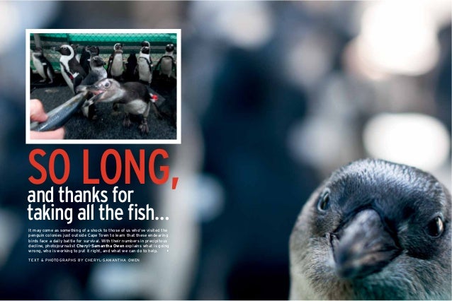 African Penguins Poster Beach Flightless Bird Warm Jackass Penguin Bray Nature