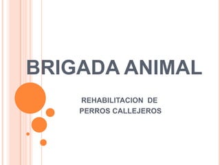 BRIGADA ANIMAL
    REHABILITACION DE
    PERROS CALLEJEROS
 