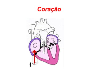 Coração
 