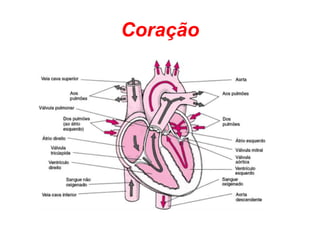 Coração
 