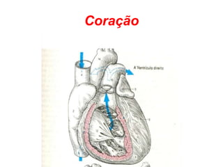 Coração
 
