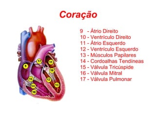 Coração
   9 - Átrio Direito
   10 - Ventrículo Direito
   11 - Átrio Esquerdo
   12 - Ventrículo Esquerdo
   13 - Músculos Papilares
   14 - Cordoalhas Tendíneas
   15 - Válvula Tricúspide
   16 - Válvula Mitral
   17 - Válvula Pulmonar
 