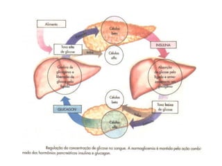 aula sistema endócrino