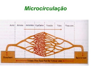 Microcirculação
 