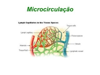 Microcirculação
 