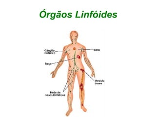 Órgãos Linfóides
 