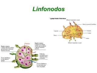 Linfonodos
 