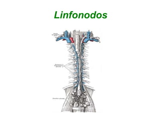 Linfonodos
 