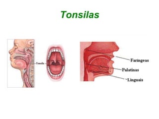 Tonsilas
 