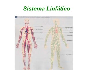 Sistema Linfático
 