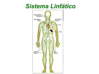 Sistema Linfático
 