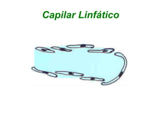 Capilar Linfático
 
