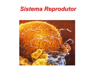 Sistema Reprodutor 