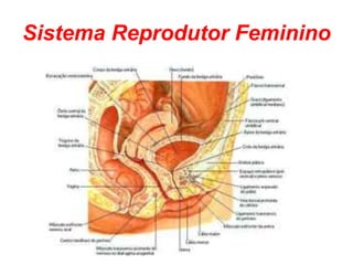 Sistema Reprodutor Feminino 