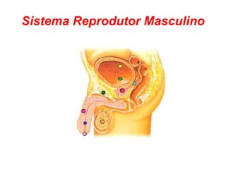 Sistema Reprodutor Masculino 