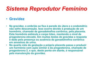 Sistema Reprodutor Feminino Gravidez Na gravidez, o embrião se fixa à parede do útero e o endométrio não sofre descamação. Isso ocorre devido à produção de um hormônio, chamado de gonadotrofina coriônica, pela placenta. Este hormônio estimula o corpo lúteo, mantendo o nível de progesterona elevado. Em muitos testes de gravidez a resposta é dada pela presença ou ausência da gonadotrofina coriônica em amostras de urina. No quarto mês de gestação a própria placenta passa a produzir um hormônio com ação similar à da progesterona, chamado de progesterona 2, e que, deste ponto em diante, é responsável pela manutenção da gravidez. 