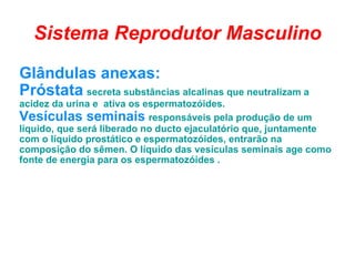 Sistema Reprodutor Masculino Glândulas anexas: Próstata   secreta substâncias alcalinas que neutralizam a acidez da urina e  ativa os espermatozóides.    Vesículas seminais   responsáveis pela produção de um líquido, que será liberado no ducto ejaculatório que, juntamente com o líquido prostático e espermatozóides, entrarão na composição do sêmen. O líquido das vesículas seminais age como fonte de energia para os espermatozóides . 