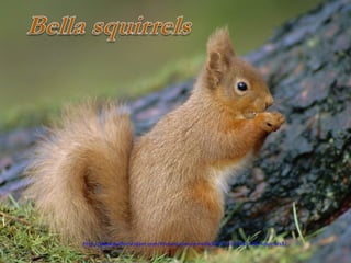 http://www.authorstream.com/Presentation/mireille30100-1620841-496-squirrels3/
 