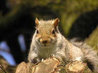 496 - Squirrels3