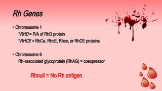 Rhag Protein Rbc 496421376-Rh-Blood-Group-System slides.pdf