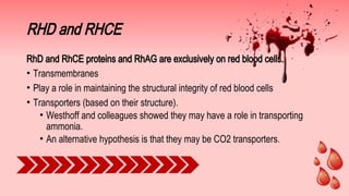 Rhag Protein Rbc 496421376-Rh-Blood-Group-System slides.pdf