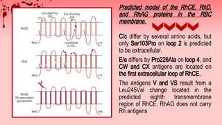 Rhag Protein Rbc 496421376-Rh-Blood-Group-System slides.pdf