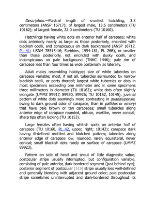 Description.—Plastral length of smallest hatchling, 3.3
centimeters (ANSP 16717); of largest male, 13.5 centimeters (TU
10162); of largest female, 22.0 centimeters (TU 10160).
Hatchlings having white dots on anterior half of carapace; white
dots anteriorly nearly as large as those posteriorly, encircled with
blackish ocelli, and conspicuous on dark background (ANSP 16717,
Pl. 41; USNM 78515-16; Stebbins, 1954:181, Pl. 26B), or smaller
than those posteriorly, not encircled with dusky ocelli, and
inconspicuous on pale background (TNHC 1446); pale rim of
carapace less than four times as wide posteriorly as laterally.
Adult males resembling holotype; size of white tubercles on
carapace variable; most, if not all, tubercles surrounded by narrow
blackish ocelli, or parts thereof; largest white tubercles or dots in
most specimens exceeding one millimeter and in some specimens
three millimeters in diameter (TU 10163); white dots often slightly
elongate (UMMZ 89917, 89920, 89926; TU 10152, 10145); juvenal
pattern of white dots seemingly more contrasting in guadalupensis,
owing to dark ground color of carapace, than in pallidus or emoryi
that have pale brown or tan carapaces; small tubercles along
anterior edge of carapace rounded, obtuse, wartlike, never conical;
sharp tips often lacking (TU 10153).
Large females often having whitish spots on anterior half of
carapace (TU 10160, Pl. 42, upper, right; 10142); carapace dark
having ill-defined mottled and blotched pattern; tubercles along
anterior edge of carapace low, rounded, rarely equilateral, never
conical; small blackish dots rarely on surface of carapace (UMMZ
89923).
Pattern on side of head and snout of little diagnostic value;
postocular stripe usually interrupted, but configuration variable,
consisting of pale anterior, dark-bordered segment (just behind eye);
posterior segment of postocular [519] stripe usually less well-defined
and generally blending with adjacent ground color; pale postocular
stripe sometimes uninterrupted and dark-bordered throughout its
 