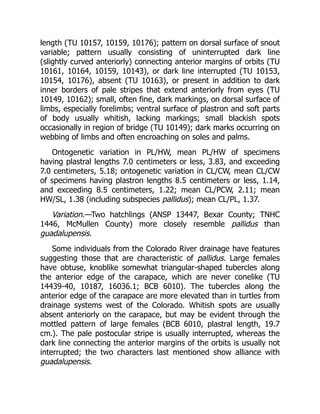 length (TU 10157, 10159, 10176); pattern on dorsal surface of snout
variable; pattern usually consisting of uninterrupted dark line
(slightly curved anteriorly) connecting anterior margins of orbits (TU
10161, 10164, 10159, 10143), or dark line interrupted (TU 10153,
10154, 10176), absent (TU 10163), or present in addition to dark
inner borders of pale stripes that extend anteriorly from eyes (TU
10149, 10162); small, often fine, dark markings, on dorsal surface of
limbs, especially forelimbs; ventral surface of plastron and soft parts
of body usually whitish, lacking markings; small blackish spots
occasionally in region of bridge (TU 10149); dark marks occurring on
webbing of limbs and often encroaching on soles and palms.
Ontogenetic variation in PL/HW, mean PL/HW of specimens
having plastral lengths 7.0 centimeters or less, 3.83, and exceeding
7.0 centimeters, 5.18; ontogenetic variation in CL/CW, mean CL/CW
of specimens having plastron lengths 8.5 centimeters or less, 1.14,
and exceeding 8.5 centimeters, 1.22; mean CL/PCW, 2.11; mean
HW/SL, 1.38 (including subspecies pallidus); mean CL/PL, 1.37.
Variation.—Two hatchlings (ANSP 13447, Bexar County; TNHC
1446, McMullen County) more closely resemble pallidus than
guadalupensis.
Some individuals from the Colorado River drainage have features
suggesting those that are characteristic of pallidus. Large females
have obtuse, knoblike somewhat triangular-shaped tubercles along
the anterior edge of the carapace, which are never conelike (TU
14439-40, 10187, 16036.1; BCB 6010). The tubercles along the
anterior edge of the carapace are more elevated than in turtles from
drainage systems west of the Colorado. Whitish spots are usually
absent anteriorly on the carapace, but may be evident through the
mottled pattern of large females (BCB 6010, plastral length, 19.7
cm.). The pale postocular stripe is usually interrupted, whereas the
dark line connecting the anterior margins of the orbits is usually not
interrupted; the two characters last mentioned show alliance with
guadalupensis.
 
