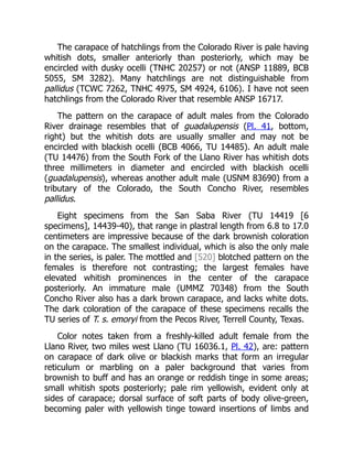 The carapace of hatchlings from the Colorado River is pale having
whitish dots, smaller anteriorly than posteriorly, which may be
encircled with dusky ocelli (TNHC 20257) or not (ANSP 11889, BCB
5055, SM 3282). Many hatchlings are not distinguishable from
pallidus (TCWC 7262, TNHC 4975, SM 4924, 6106). I have not seen
hatchlings from the Colorado River that resemble ANSP 16717.
The pattern on the carapace of adult males from the Colorado
River drainage resembles that of guadalupensis (Pl. 41, bottom,
right) but the whitish dots are usually smaller and may not be
encircled with blackish ocelli (BCB 4066, TU 14485). An adult male
(TU 14476) from the South Fork of the Llano River has whitish dots
three millimeters in diameter and encircled with blackish ocelli
(guadalupensis), whereas another adult male (USNM 83690) from a
tributary of the Colorado, the South Concho River, resembles
pallidus.
Eight specimens from the San Saba River (TU 14419 [6
specimens], 14439-40), that range in plastral length from 6.8 to 17.0
centimeters are impressive because of the dark brownish coloration
on the carapace. The smallest individual, which is also the only male
in the series, is paler. The mottled and [520] blotched pattern on the
females is therefore not contrasting; the largest females have
elevated whitish prominences in the center of the carapace
posteriorly. An immature male (UMMZ 70348) from the South
Concho River also has a dark brown carapace, and lacks white dots.
The dark coloration of the carapace of these specimens recalls the
TU series of T. s. emoryi from the Pecos River, Terrell County, Texas.
Color notes taken from a freshly-killed adult female from the
Llano River, two miles west Llano (TU 16036.1, Pl. 42), are: pattern
on carapace of dark olive or blackish marks that form an irregular
reticulum or marbling on a paler background that varies from
brownish to buff and has an orange or reddish tinge in some areas;
small whitish spots posteriorly; pale rim yellowish, evident only at
sides of carapace; dorsal surface of soft parts of body olive-green,
becoming paler with yellowish tinge toward insertions of limbs and
 