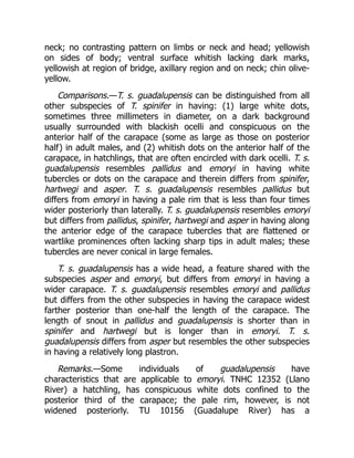 neck; no contrasting pattern on limbs or neck and head; yellowish
on sides of body; ventral surface whitish lacking dark marks,
yellowish at region of bridge, axillary region and on neck; chin olive-
yellow.
Comparisons.—T. s. guadalupensis can be distinguished from all
other subspecies of T. spinifer in having: (1) large white dots,
sometimes three millimeters in diameter, on a dark background
usually surrounded with blackish ocelli and conspicuous on the
anterior half of the carapace (some as large as those on posterior
half) in adult males, and (2) whitish dots on the anterior half of the
carapace, in hatchlings, that are often encircled with dark ocelli. T. s.
guadalupensis resembles pallidus and emoryi in having white
tubercles or dots on the carapace and therein differs from spinifer,
hartwegi and asper. T. s. guadalupensis resembles pallidus but
differs from emoryi in having a pale rim that is less than four times
wider posteriorly than laterally. T. s. guadalupensis resembles emoryi
but differs from pallidus, spinifer, hartwegi and asper in having along
the anterior edge of the carapace tubercles that are flattened or
wartlike prominences often lacking sharp tips in adult males; these
tubercles are never conical in large females.
T. s. guadalupensis has a wide head, a feature shared with the
subspecies asper and emoryi, but differs from emoryi in having a
wider carapace. T. s. guadalupensis resembles emoryi and pallidus
but differs from the other subspecies in having the carapace widest
farther posterior than one-half the length of the carapace. The
length of snout in pallidus and guadalupensis is shorter than in
spinifer and hartwegi but is longer than in emoryi. T. s.
guadalupensis differs from asper but resembles the other subspecies
in having a relatively long plastron.
Remarks.—Some individuals of guadalupensis have
characteristics that are applicable to emoryi. TNHC 12352 (Llano
River) a hatchling, has conspicuous white dots confined to the
posterior third of the carapace; the pale rim, however, is not
widened posteriorly. TU 10156 (Guadalupe River) has a
 