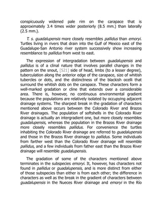 conspicuously widened pale rim on the carapace that is
approximately 3.4 times wider posteriorly (8.5 mm.) than laterally
(2.5 mm.).
T. s. guadalupensis more closely resembles pallidus than emoryi.
Turtles living in rivers that drain into the Gulf of Mexico east of the
Guadalupe-San Antonio river system successively show increasing
resemblance to pallidus from west to east.
The expression of intergradation between guadalupensis and
pallidus is of a clinal nature that involves parallel changes in the
pattern on the snout, [521] side of head, limbs (to a lesser degree),
tuberculation along the anterior edge of the carapace, size of whitish
tubercles or dots, and the distinctness of the blackish ocelli that
surround the whitish dots on the carapace. These characters form a
well-marked gradation or cline that extends over a considerable
area. There is, however, no continuous environmental gradient
because the populations are relatively isolated by occupying adjacent
drainage systems. The sharpest break in the gradation of characters
mentioned above occurs between the Colorado River and Brazos
River drainages. The population of softshells in the Colorado River
drainage is actually an intergradient one, but more closely resembles
guadalupensis, whereas the population in the Brazos River drainage
more closely resembles pallidus. For convenience the turtles
inhabiting the Colorado River drainage are referred to guadalupensis
and those in the Brazos River drainage to pallidus. Some individuals
from farther west than the Colorado River drainage will resemble
pallidus, and a few individuals from father east than the Brazos River
drainage will resemble guadalupensis.
The gradation of some of the characters mentioned above
terminates in the subspecies emoryi. It, however, has characters not
found in pallidus or guadalupensis, and is more distinct from either
of those subspecies than either is from each other; the difference in
characters as well as the break in the gradient of characters between
guadalupensis in the Nueces River drainage and emoryi in the Río
 