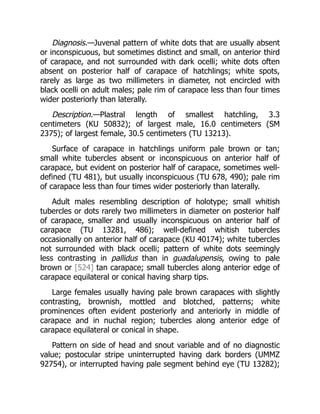 Diagnosis.—Juvenal pattern of white dots that are usually absent
or inconspicuous, but sometimes distinct and small, on anterior third
of carapace, and not surrounded with dark ocelli; white dots often
absent on posterior half of carapace of hatchlings; white spots,
rarely as large as two millimeters in diameter, not encircled with
black ocelli on adult males; pale rim of carapace less than four times
wider posteriorly than laterally.
Description.—Plastral length of smallest hatchling, 3.3
centimeters (KU 50832); of largest male, 16.0 centimeters (SM
2375); of largest female, 30.5 centimeters (TU 13213).
Surface of carapace in hatchlings uniform pale brown or tan;
small white tubercles absent or inconspicuous on anterior half of
carapace, but evident on posterior half of carapace, sometimes well-
defined (TU 481), but usually inconspicuous (TU 678, 490); pale rim
of carapace less than four times wider posteriorly than laterally.
Adult males resembling description of holotype; small whitish
tubercles or dots rarely two millimeters in diameter on posterior half
of carapace, smaller and usually inconspicuous on anterior half of
carapace (TU 13281, 486); well-defined whitish tubercles
occasionally on anterior half of carapace (KU 40174); white tubercles
not surrounded with black ocelli; pattern of white dots seemingly
less contrasting in pallidus than in guadalupensis, owing to pale
brown or [524] tan carapace; small tubercles along anterior edge of
carapace equilateral or conical having sharp tips.
Large females usually having pale brown carapaces with slightly
contrasting, brownish, mottled and blotched, patterns; white
prominences often evident posteriorly and anteriorly in middle of
carapace and in nuchal region; tubercles along anterior edge of
carapace equilateral or conical in shape.
Pattern on side of head and snout variable and of no diagnostic
value; postocular stripe uninterrupted having dark borders (UMMZ
92754), or interrupted having pale segment behind eye (TU 13282);
 