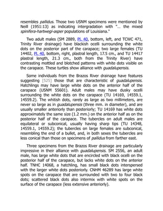 resembles pallidus. Those two USNM specimens were mentioned by
Neill (1951:13) as indicating intergradation with "… the mixed
spinifera-hartwegi-asper populations of Louisiana."
Two adult males (SM 2889, Pl. 40, bottom, left, and TCWC 471,
Trinity River drainage) have blackish ocelli surrounding the white
dots on the posterior part of the carapace; two large females (TU
14402, Pl. 40, bottom, right, plastral length, 17.5 cm., and TU 14417
plastral length, 21.3 cm., both from the Trinity River) have
contrasting mottled and blotched patterns with white dots visible on
the carapace. These turtles show alliance with guadalupensis.
Some individuals from the Brazos River drainage have features
suggesting [525] those that are characteristic of guadalupensis.
Hatchlings may have large white dots on the anterior half of the
carapace (USNM 55601). Adult males may have dusky ocelli
surrounding the white dots on the carapace (TU 14169, 14559.1,
14559.2). The whitish dots, rarely as large as two millimeters, are
never so large as in guadalupensis (three mm. in diameter), and are
usually smaller anteriorly than posteriorly; TU 14169 has white dots
approximately the same size (1.2 mm.) on the anterior half as on the
posterior half of the carapace. The tubercles on adult males are
equilateral or subconical, usually having sharp tips (TU 14348,
14559.1, 14559.2); the tubercles on large females are subconical,
resembling the end of a bullet, and, in both sexes the tubercles are
less conical than those on specimens of pallidus from farther east.
Three specimens from the Brazos River drainage are particularly
impressive in their alliance with guadalupensis. SM 2556, an adult
male, has large white dots that are encircled with black ocelli on the
posterior half of the carapace, but lacks white dots on the anterior
half. TNHC 14068, a hatchling, has small black dots interspersed
with the larger white dots posteriorly. CNHM 46289 has large white
spots on the carapace that are surrounded with two to four black
dots; scattered black dots also intermix with white spots on the
surface of the carapace (less extensive anteriorly).
 