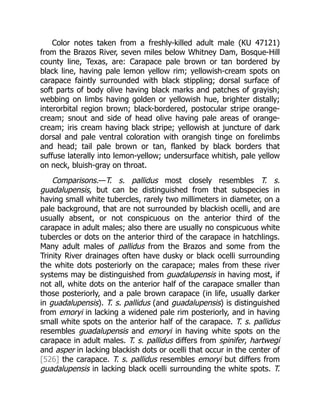 Color notes taken from a freshly-killed adult male (KU 47121)
from the Brazos River, seven miles below Whitney Dam, Bosque-Hill
county line, Texas, are: Carapace pale brown or tan bordered by
black line, having pale lemon yellow rim; yellowish-cream spots on
carapace faintly surrounded with black stippling; dorsal surface of
soft parts of body olive having black marks and patches of grayish;
webbing on limbs having golden or yellowish hue, brighter distally;
interorbital region brown; black-bordered, postocular stripe orange-
cream; snout and side of head olive having pale areas of orange-
cream; iris cream having black stripe; yellowish at juncture of dark
dorsal and pale ventral coloration with orangish tinge on forelimbs
and head; tail pale brown or tan, flanked by black borders that
suffuse laterally into lemon-yellow; undersurface whitish, pale yellow
on neck, bluish-gray on throat.
Comparisons.—T. s. pallidus most closely resembles T. s.
guadalupensis, but can be distinguished from that subspecies in
having small white tubercles, rarely two millimeters in diameter, on a
pale background, that are not surrounded by blackish ocelli, and are
usually absent, or not conspicuous on the anterior third of the
carapace in adult males; also there are usually no conspicuous white
tubercles or dots on the anterior third of the carapace in hatchlings.
Many adult males of pallidus from the Brazos and some from the
Trinity River drainages often have dusky or black ocelli surrounding
the white dots posteriorly on the carapace; males from these river
systems may be distinguished from guadalupensis in having most, if
not all, white dots on the anterior half of the carapace smaller than
those posteriorly, and a pale brown carapace (in life, usually darker
in guadalupensis). T. s. pallidus (and guadalupensis) is distinguished
from emoryi in lacking a widened pale rim posteriorly, and in having
small white spots on the anterior half of the carapace. T. s. pallidus
resembles guadalupensis and emoryi in having white spots on the
carapace in adult males. T. s. pallidus differs from spinifer, hartwegi
and asper in lacking blackish dots or ocelli that occur in the center of
[526] the carapace. T. s. pallidus resembles emoryi but differs from
guadalupensis in lacking black ocelli surrounding the white spots. T.
 