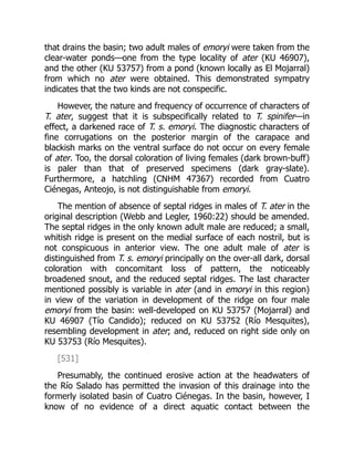 that drains the basin; two adult males of emoryi were taken from the
clear-water ponds—one from the type locality of ater (KU 46907),
and the other (KU 53757) from a pond (known locally as El Mojarral)
from which no ater were obtained. This demonstrated sympatry
indicates that the two kinds are not conspecific.
However, the nature and frequency of occurrence of characters of
T. ater, suggest that it is subspecifically related to T. spinifer—in
effect, a darkened race of T. s. emoryi. The diagnostic characters of
fine corrugations on the posterior margin of the carapace and
blackish marks on the ventral surface do not occur on every female
of ater. Too, the dorsal coloration of living females (dark brown-buff)
is paler than that of preserved specimens (dark gray-slate).
Furthermore, a hatchling (CNHM 47367) recorded from Cuatro
Ciénegas, Anteojo, is not distinguishable from emoryi.
The mention of absence of septal ridges in males of T. ater in the
original description (Webb and Legler, 1960:22) should be amended.
The septal ridges in the only known adult male are reduced; a small,
whitish ridge is present on the medial surface of each nostril, but is
not conspicuous in anterior view. The one adult male of ater is
distinguished from T. s. emoryi principally on the over-all dark, dorsal
coloration with concomitant loss of pattern, the noticeably
broadened snout, and the reduced septal ridges. The last character
mentioned possibly is variable in ater (and in emoryi in this region)
in view of the variation in development of the ridge on four male
emoryi from the basin: well-developed on KU 53757 (Mojarral) and
KU 46907 (Tío Candido); reduced on KU 53752 (Río Mesquites),
resembling development in ater; and, reduced on right side only on
KU 53753 (Río Mesquites).
[531]
Presumably, the continued erosive action at the headwaters of
the Río Salado has permitted the invasion of this drainage into the
formerly isolated basin of Cuatro Ciénegas. In the basin, however, I
know of no evidence of a direct aquatic contact between the
 